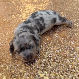 Dachshund Puppies from Lovelaced Pups