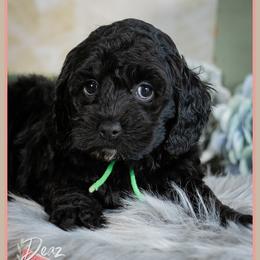 Verne - Black male Cockapoo puppy in Connersville, Indiana from Deaz Doodle Ranch