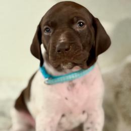 Nora - Liver and white female German Shorthaired Pointer puppy in Conroe, Texas from The Tipsy Rabbit