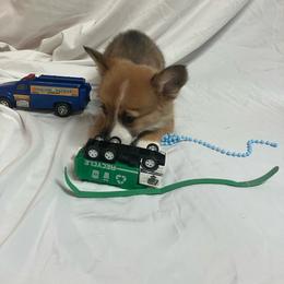 Green male - White and fawn male Pembroke Welsh Corgi puppy in Pleasant Plains, Arkansas from PBA Kennel