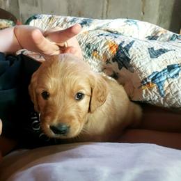 Yellow girl - Dark golden female Golden Retriever puppy in Merino, Colorado from High Plains Goldens