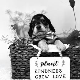 Dachshund Puppies from Legacy Lane Dachshunds