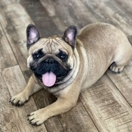 Raiden - French Bulldog