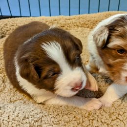 Australian Shepherd Puppies from Ocean Cliff Aussies