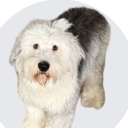 Rosie - Old English Sheepdog