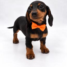 Boo - Black and tan male Dachshund puppy in Illinois from William Rotsaert