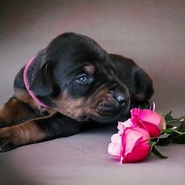 Doberman Pinscher Puppies from Makkr Ridge Dobermans LLC