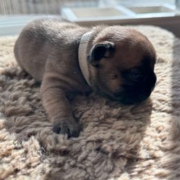 Gloria - Fawn and white French Bulldog puppy in Obids, North Carolina from Carolina High Country Frenchies