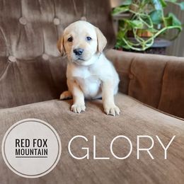 Glory - Yellow female Labrador Retriever puppy in Robesonia, Pennsylvania from Red Fox Mountain