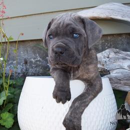 Boy 2 - Gray male Cane Corso puppy in Emmett, Idaho from NorthWood’s Cane Corso