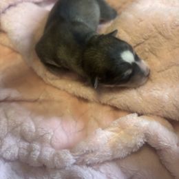 Lotto - Tri-color male Pomsky puppy in Burton, Michigan from Snow Shark Pomskys