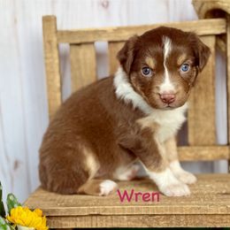 Wren - Red tri female Miniature Australian Shepherd puppy in Chino Valley, Arizona from BlueZion Aussies