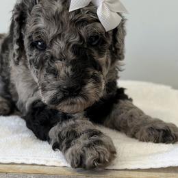 Rachel - Blue merle female Bernedoodle puppy in Sandy, Utah from Hudson Foxx Puppies