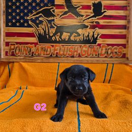 Girl 2 - Black female Labrador Retriever puppy in Potosi, Wisconsin from Point and Flush Gun Dogs