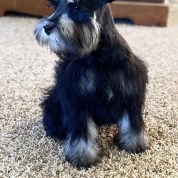 Miniature Schnauzer Puppies from Silver Sage Schnauzers