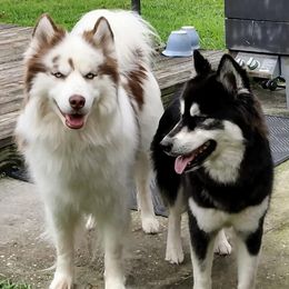 Siberian Huskies from Kat's SmallWorld of Siberians