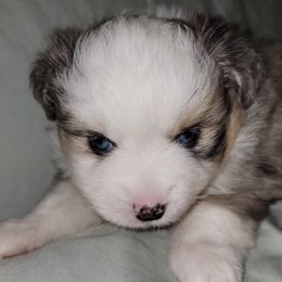 Miniature Australian Shepherd Puppies from Double D's Doggie Domaine