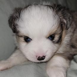 Miniature Australian Shepherd Puppies from Double D's Doggie Domaine