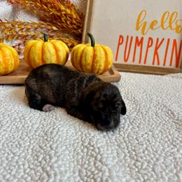 Beta - Brindle male Dachshund puppy in Shelley, Idaho from Journey’s End Dachshunds