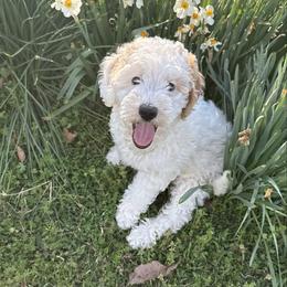 Pearl - Parti female Goldendoodle puppy in Sheridan, Arkansas from Arkie Doodles