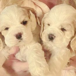 Cocker Spaniel Puppies from Am-Erica's