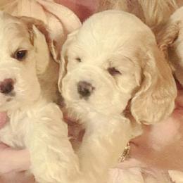 Cocker Spaniel Puppies from Am-Erica's