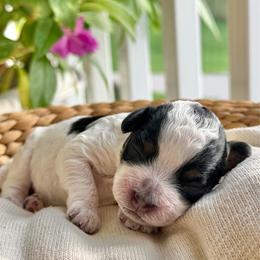 1st pick girl - Tri-color female Cavapoo puppy in Cannon County, Tennessee from Hilltop Doodles and Poodles