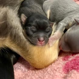 Panchito - Black and tan male Chihuahua puppy in Molino, Florida from Pensacola Chi Garden