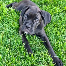 Remy - Brindle male Boxer puppy in Eagle, Idaho from Eagle ID Boxers