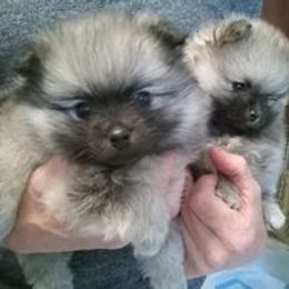 Timber - Wolf sable Pomeranian puppy in Eureka Springs, Arkansas from Maple Hills Poms