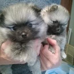 Timber - Wolf sable Pomeranian puppy in Eureka Springs, Arkansas from Maple Hills Poms