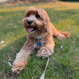 Cuddles - Australian Labradoodle