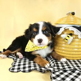 Buzzy Bear - Tri-color male Bernedoodle puppy in Mckinney, Texas from M2 Bernedoodles