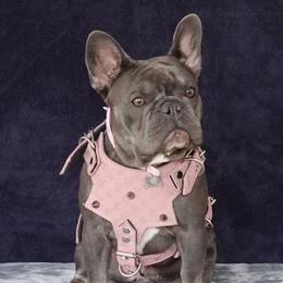 Cristal Rose' - French Bulldog