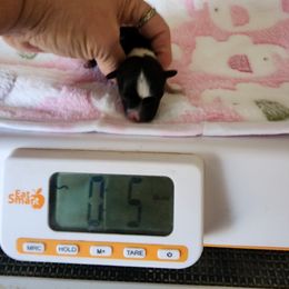 Joy - Black and white female Havanese puppy in Cuba, Missouri from Bouncy Bubbly Havanese
