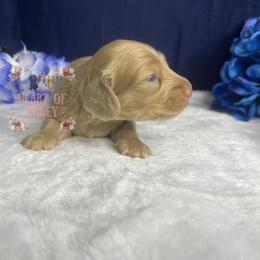 Dustin (Dusty) - Cream male Dachshund puppy in Cascade, Virginia from Heart of Honey Miniature Dachshunds