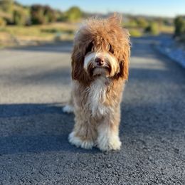 American Bullies and Australian Labradoodles from Poodles and Labradoodles breeder