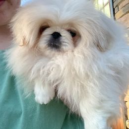 Musketeer - Pekingese