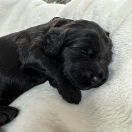 Fern - Black male Goldendoodle puppy in Charlotte, North Carolina from Hopeful Heart Doodles