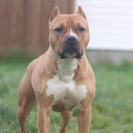 Tina - American Pit Bull Terrier