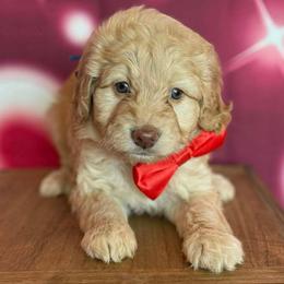 Caramel - Red male Bernedoodle puppy in Clermont, Florida from Shadow Kennels