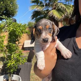 Spot - Dapple male Dachshund puppy in Yuba City, California from The Navarro Furbabies