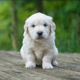 Luna - Light golden female Golden Retriever puppy in Saint Joe, Indiana from Golden Acres Farm