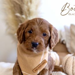 Boy 2 - Red  Goldendoodle puppy in Chesapeake, Virginia from Heart to Heart Doodles