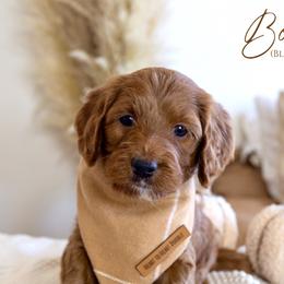 Boy 2 - Red  Goldendoodle puppy in Chesapeake, Virginia from Heart to Heart Doodles