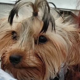 Yorkshire Terriers from Bee's Yorkie Babies!