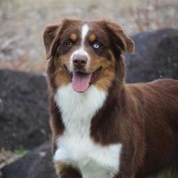Allie - Australian Shepherd