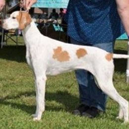 German Shorthaired Pointer and Pointer All Grown Up from Paladen