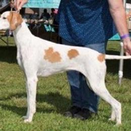 German Shorthaired Pointer and Pointer All Grown Up from Paladen