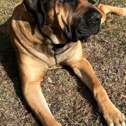 Mastiffs from Titan Mastiffs